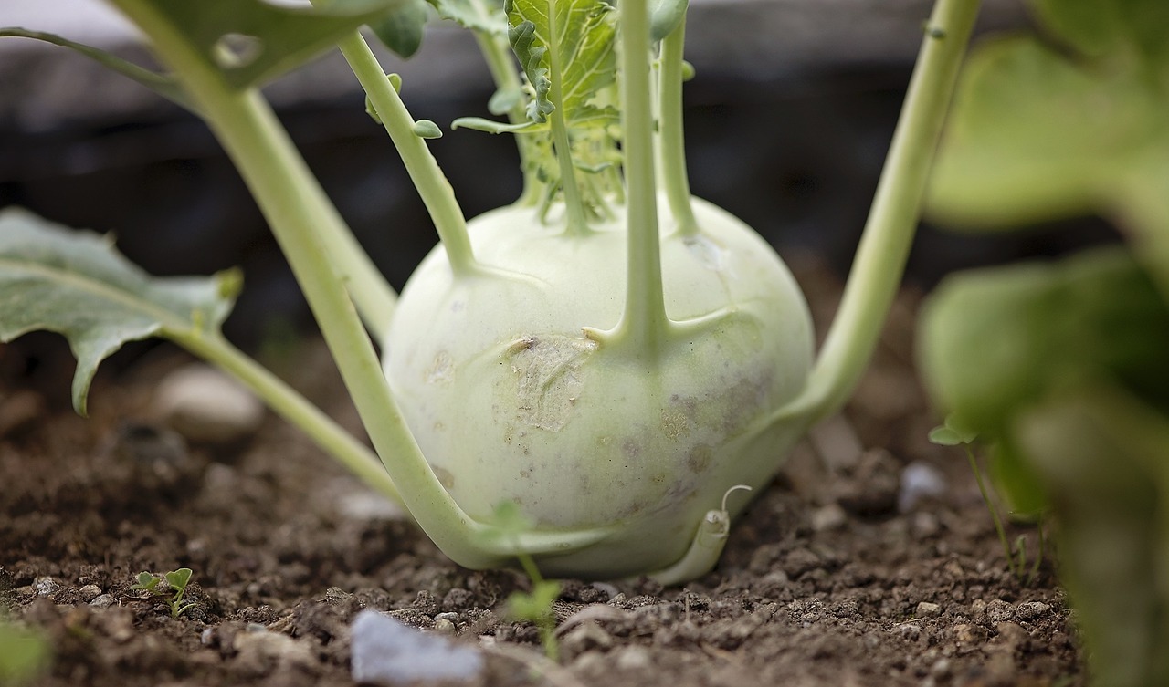 kohlrabi health benefits dr vivek baliga