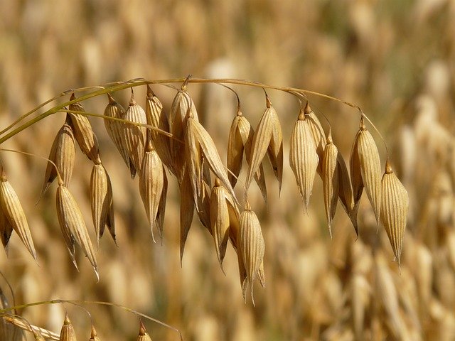 oats health benefits
