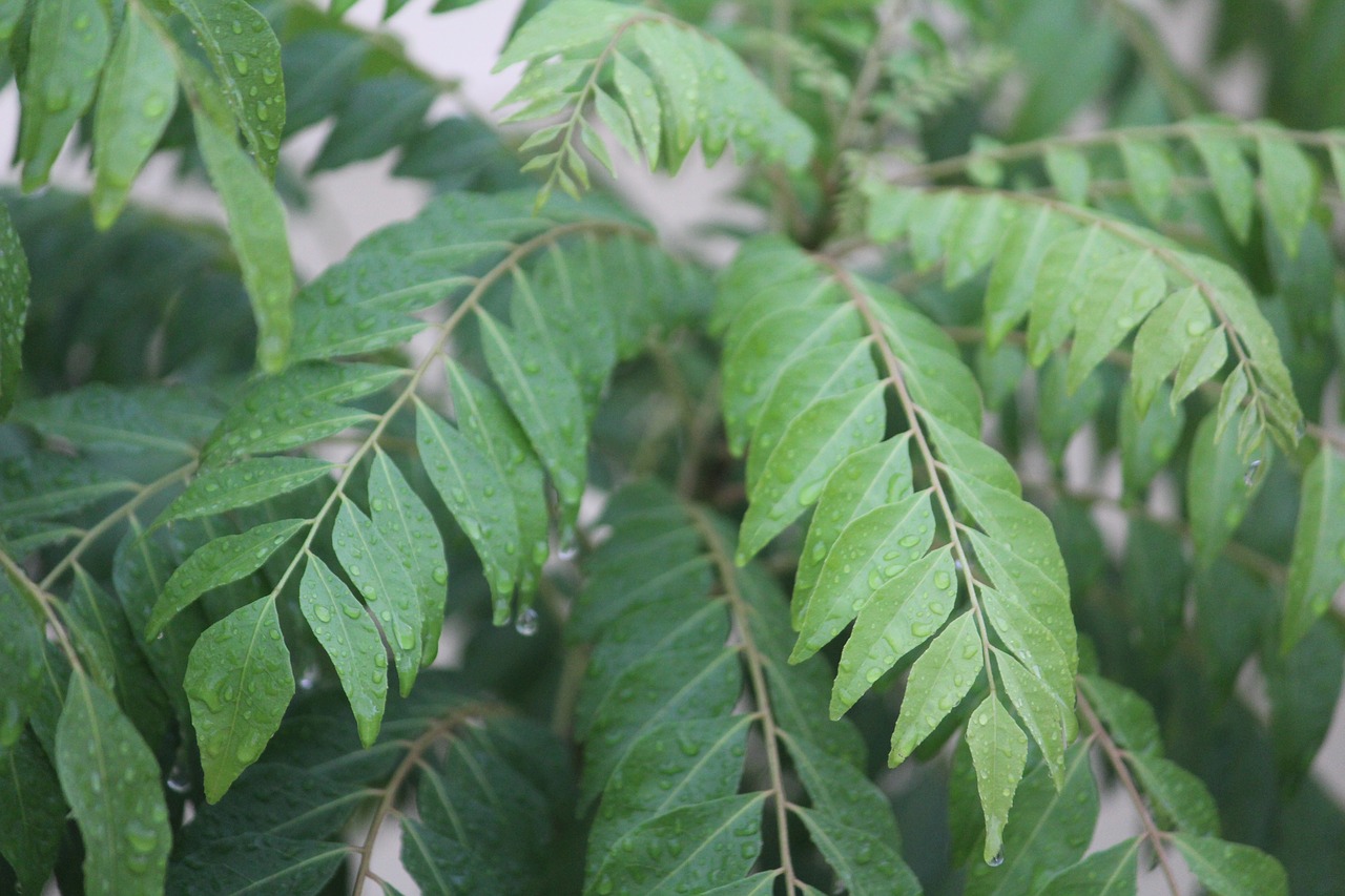 what are the health benefits of curry leaves