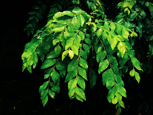 curry leaves health benefits